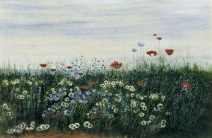 Klaprozen, Margrieten en andere Bloemen aan Zee